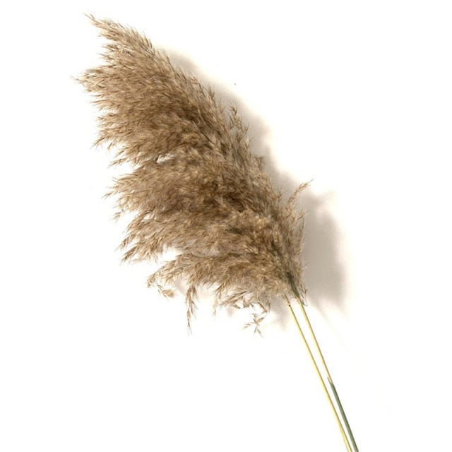 Dried Pampas Grass - EDEN + ASH