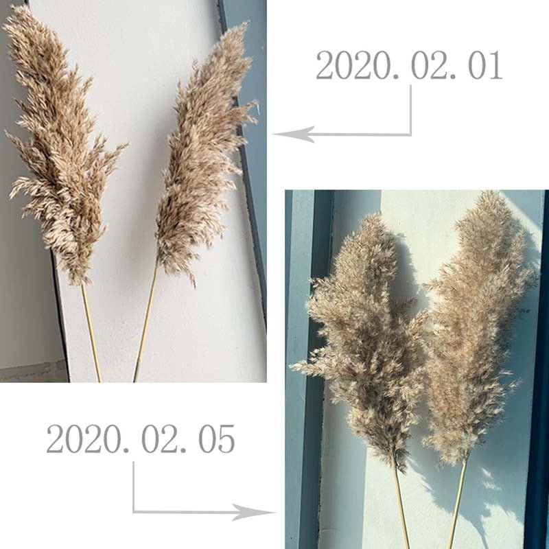 Dried Pampas Grass - EDEN + ASH