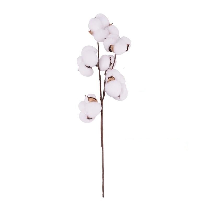 Naturally Dried Cotton Stem - EDEN + ASH