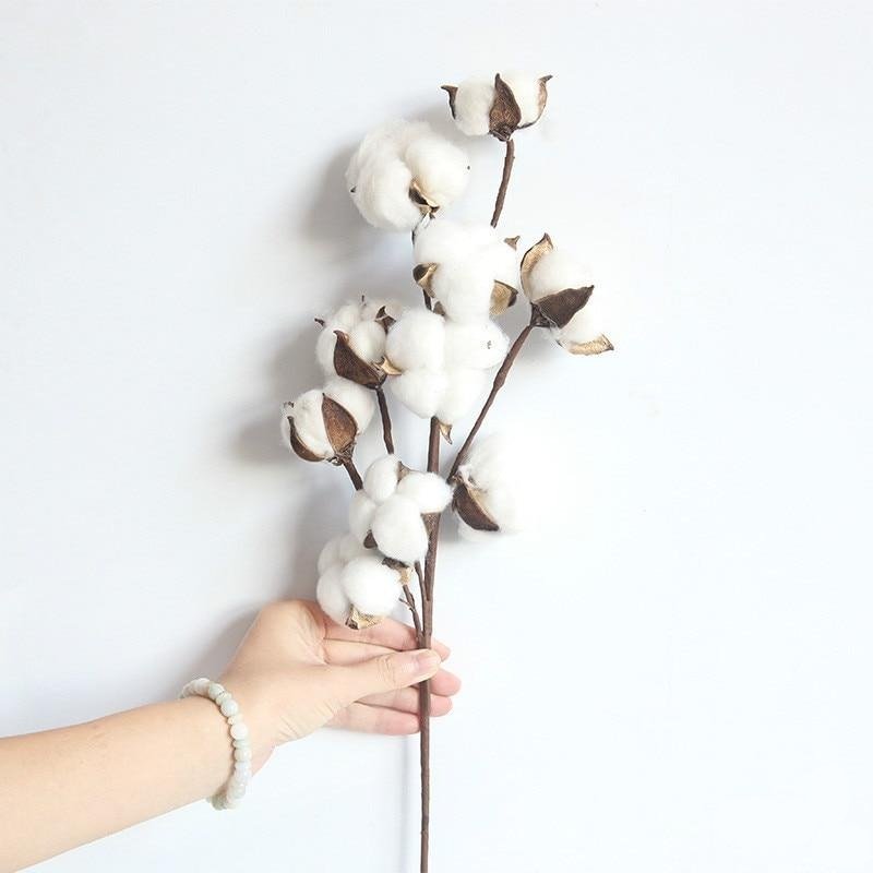 Naturally Dried Cotton Stem - EDEN + ASH